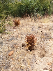 Aphyllon franciscanum