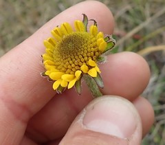 Helenium bolanderi