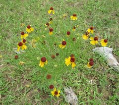 Helenium amarum badium