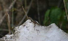 Sceloporus chrysostictus