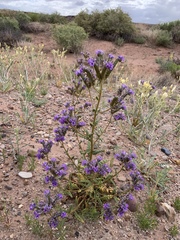 Phacelia corrugata