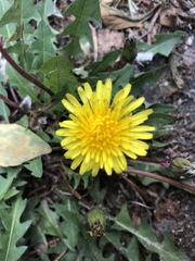 Taraxacum