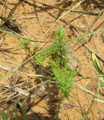 Loeflingia squarrosa