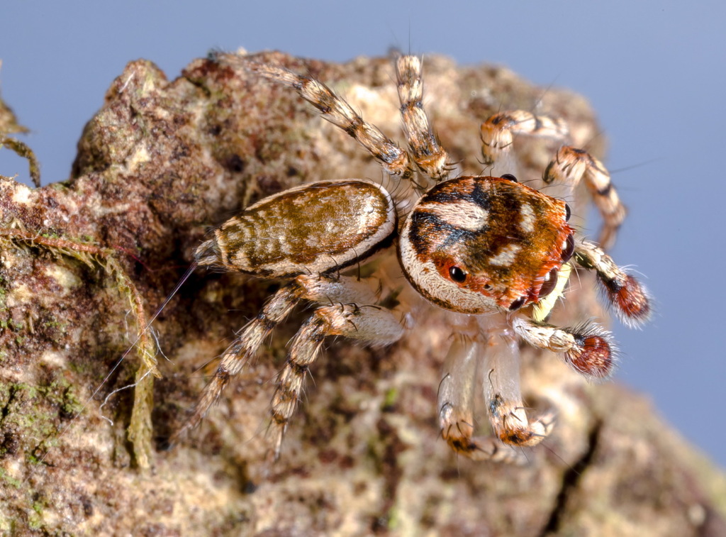 Striped Jumping Spiders