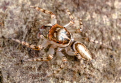 Cytaea plumbeiventris