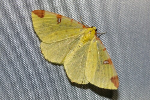 Brimstone moth