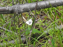 Calochortus elegans