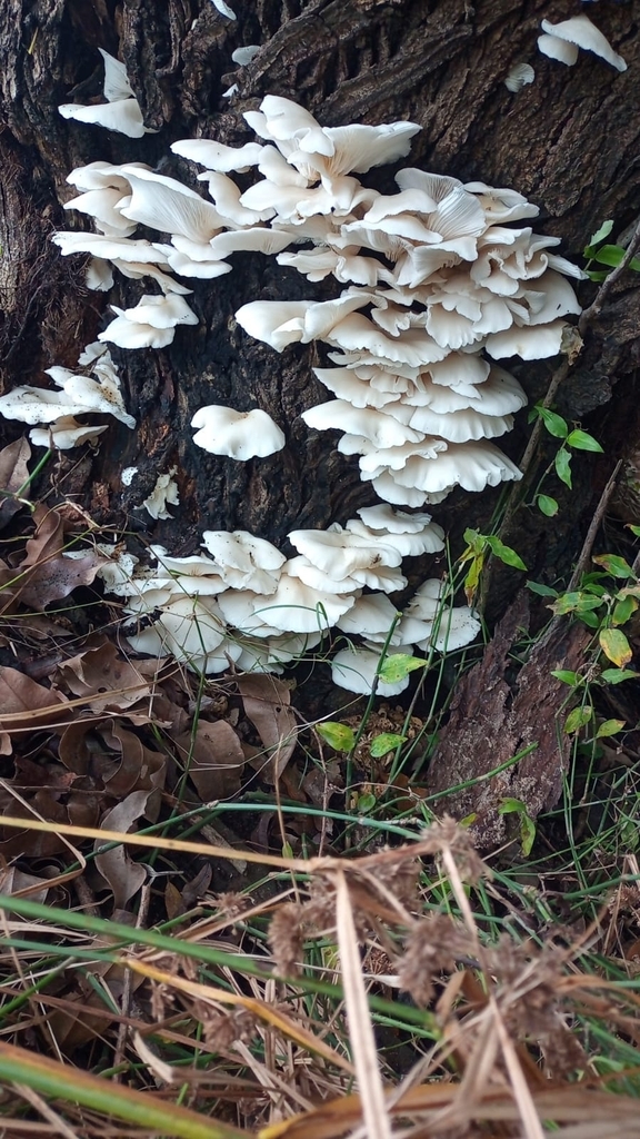 Pleurotus pulmonarius · June 2024 · photo: © rafaperazzolo (iNaturalist, cc-by)