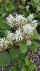 Fothergilla