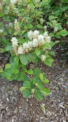 Fothergilla