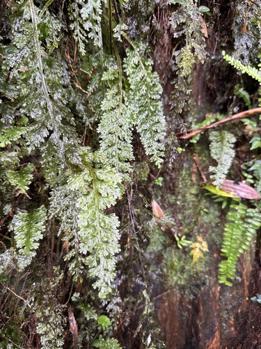 Hymenophyllum badium iNat (1)