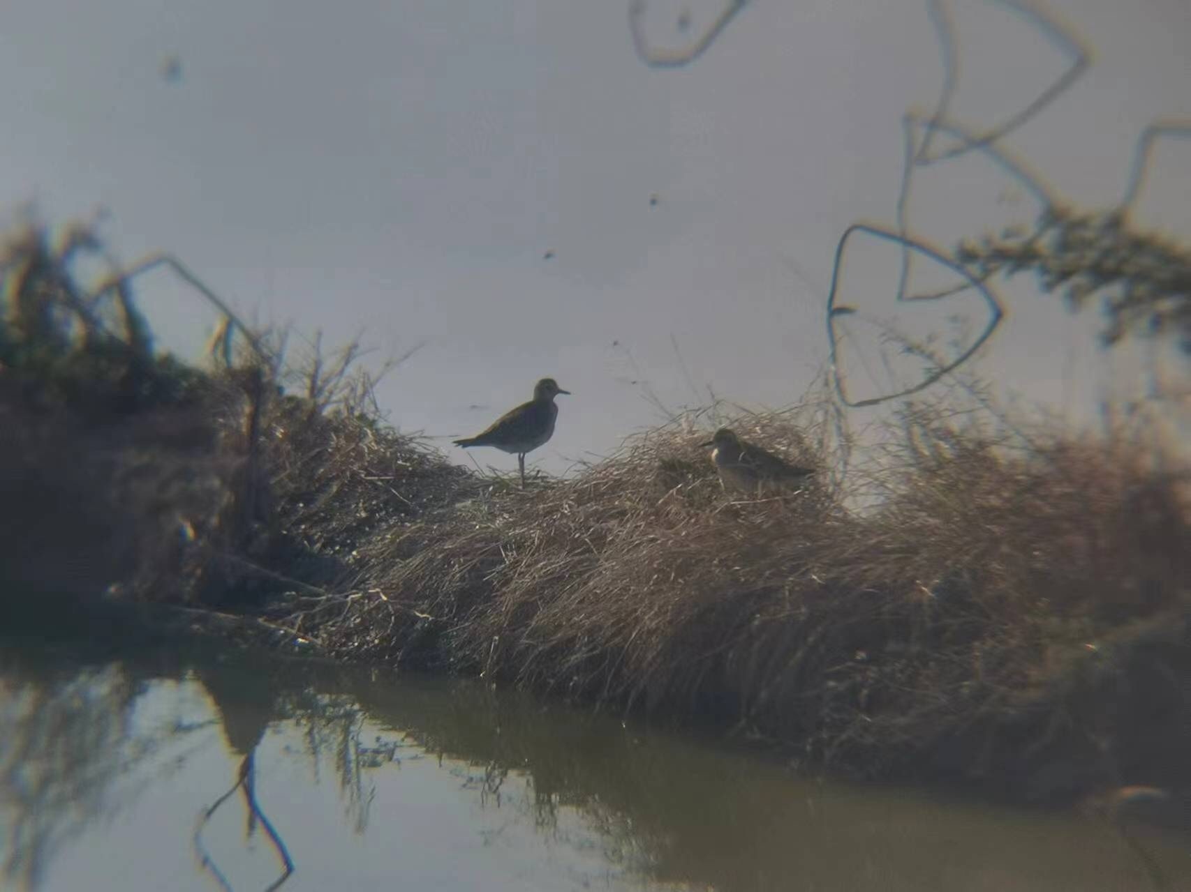 Pacific Golden Plover