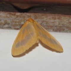 Eubaphe helveta