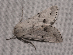 Acronicta vulpina
