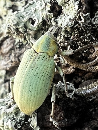 Blue-Green Citrus Root Weevil photo 2