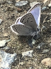 Icaricia icarioides pardalis