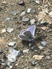 Icaricia icarioides pardalis