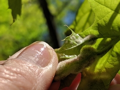 Macrodiplosis niveipila