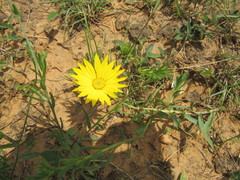 Xanthisma texanum drummondii