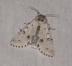 Acronicta vulpina