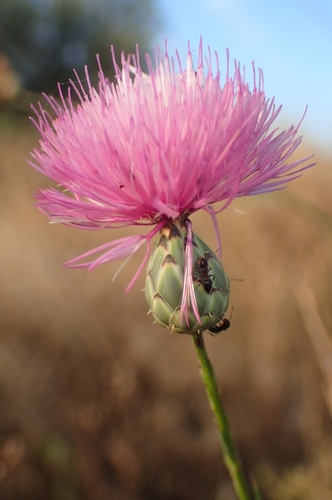 Image of Mantisalca salmantica by (c) Jorge Íñiguez, some rights reserved (CC BY)