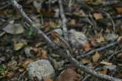 Sceloporus chrysostictus