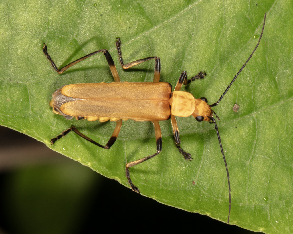 Chauliognathus cinguliventris from Provincia de Cartago, Turrialba ...