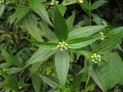 Ichthyothere terminalis