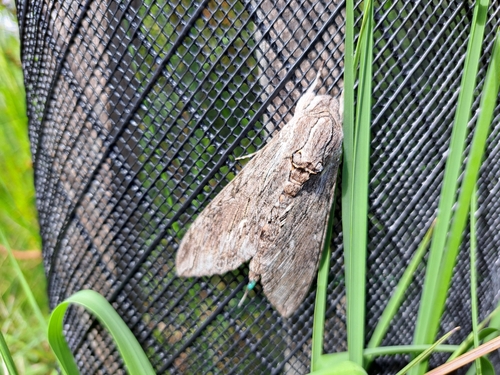 Agrius convolvuli
