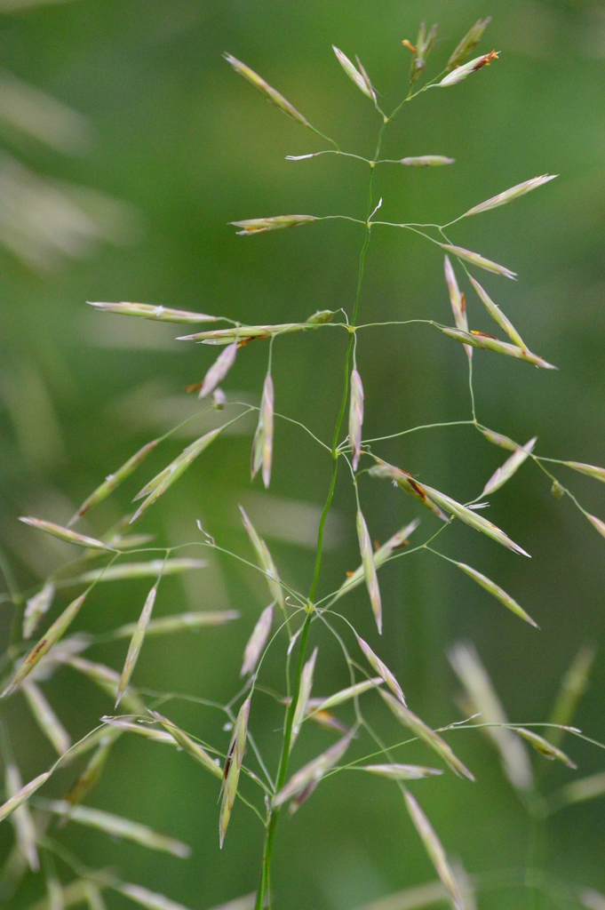 Smooth Brome (Bromus inermis) - Botanical Realm
