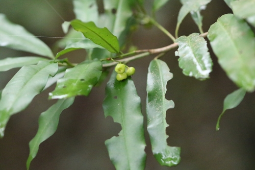 Image of Pentagonous Ardisia (Ardisia quinquegona) by no rights reserved