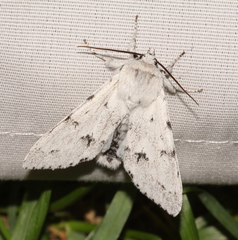 Acronicta vulpina