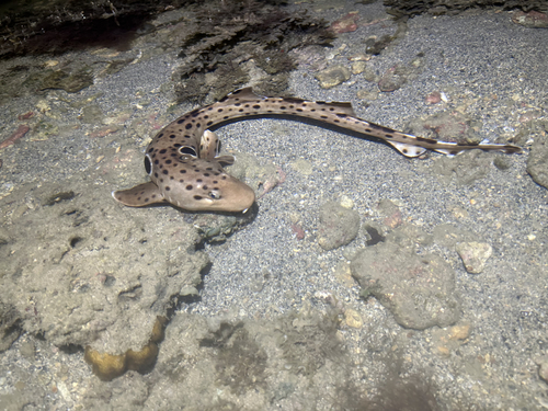Epaulette shark (Hemiscyllium ocellatum) — Hemiscylliidae — 5