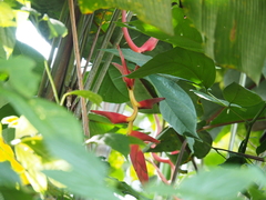 Heliconia pogonantha image