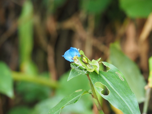 Commelina obliqua image