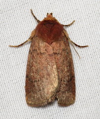 Orthodes cynica