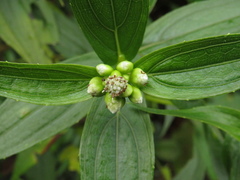 Ichthyothere terminalis