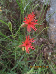 Silene laciniata laciniata