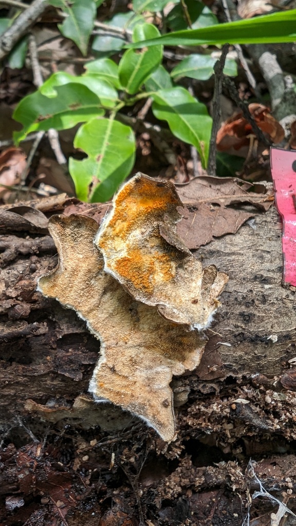 Hypomyces subiculosus