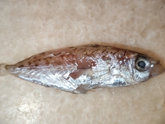 Elongate Ponyfish photo 2