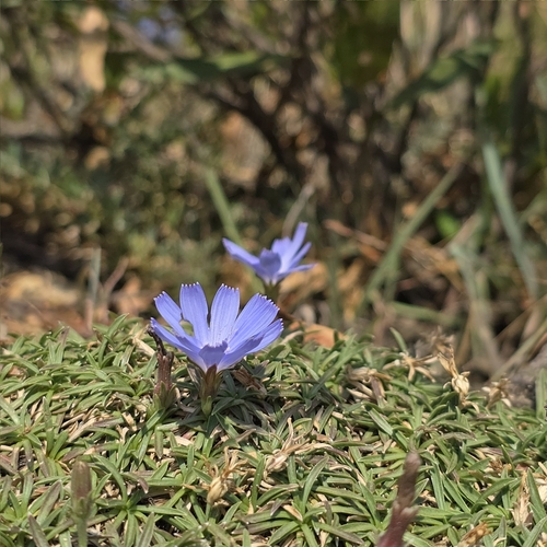 Cichorium bottae