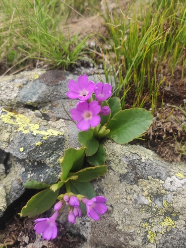 Primula pedemontana, photograph 4