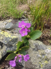 Primula pedemontana, photograph (c) Dmitry Pietrow, some rights reserved (CC BY)