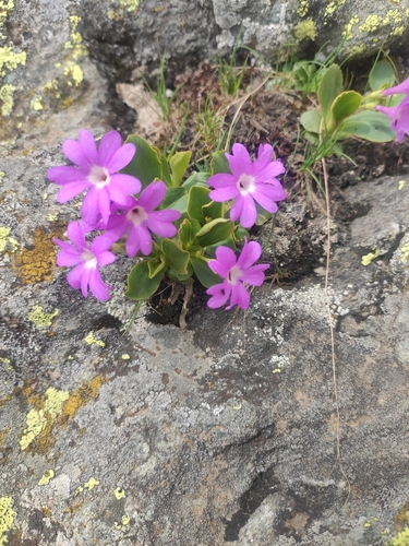 Primula pedemontana, photograph 5
