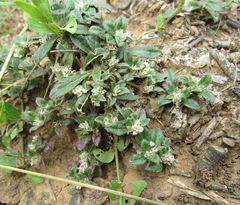 Gossypianthus lanuginosus