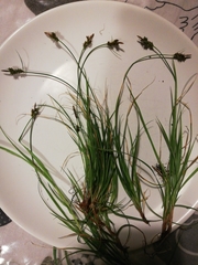 Carex pilulifera
