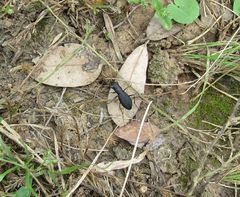 Dromochorus belfragei