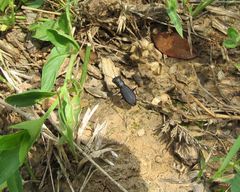 Dromochorus belfragei