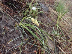 Toxicoscordion paniculatum