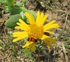 Trichodes bibalteatus
